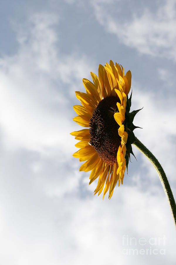 Sunflower Photograph - A Side of Sunflower by Neal Eslinger