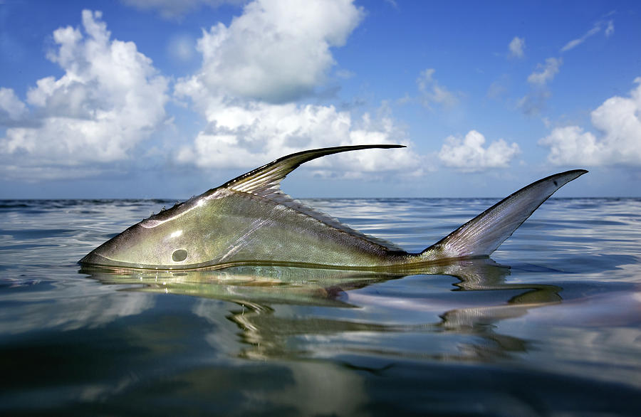 a-side-view-of-permit-fish-photograph-by-chris-ross-pixels