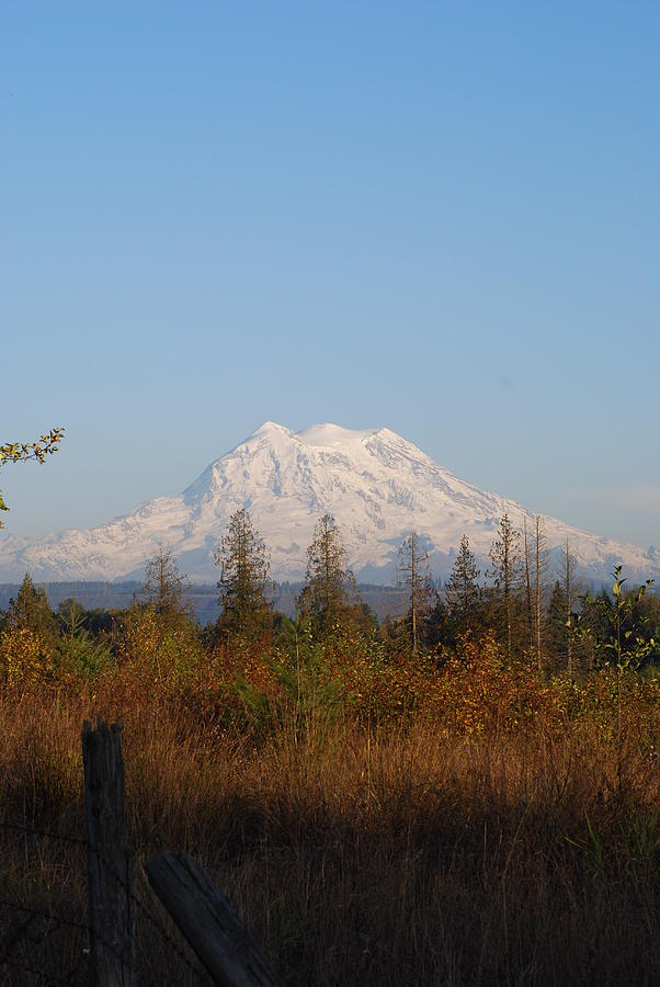 Tree Photograph - A Sight to Behold -Mt Rainier by Mary Griffin