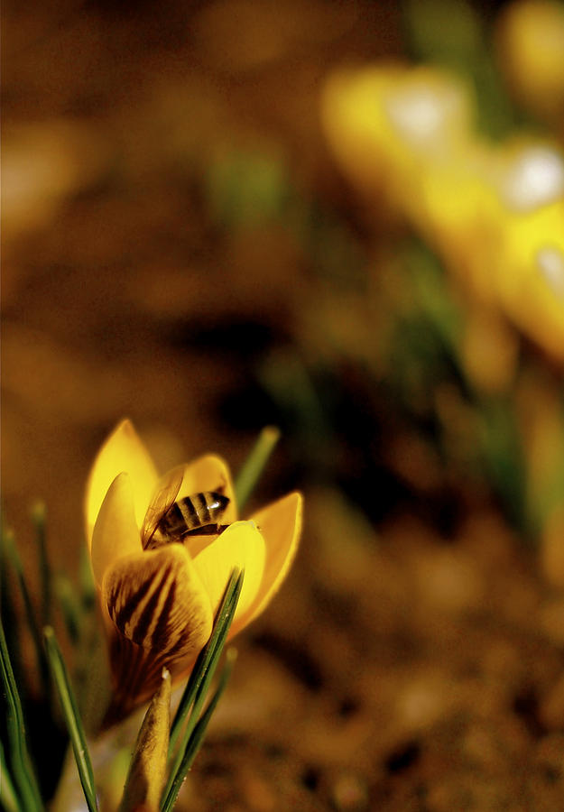 Yellow Photograph - A Sign of Spring by Rona Black
