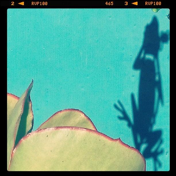 A Silhouette & Succulent! Photograph by Jessica Ward