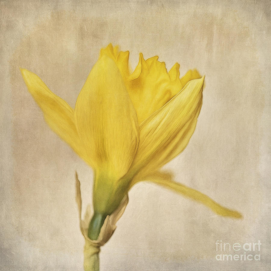 Spring Photograph - A Simple Daffodil by Priska Wettstein
