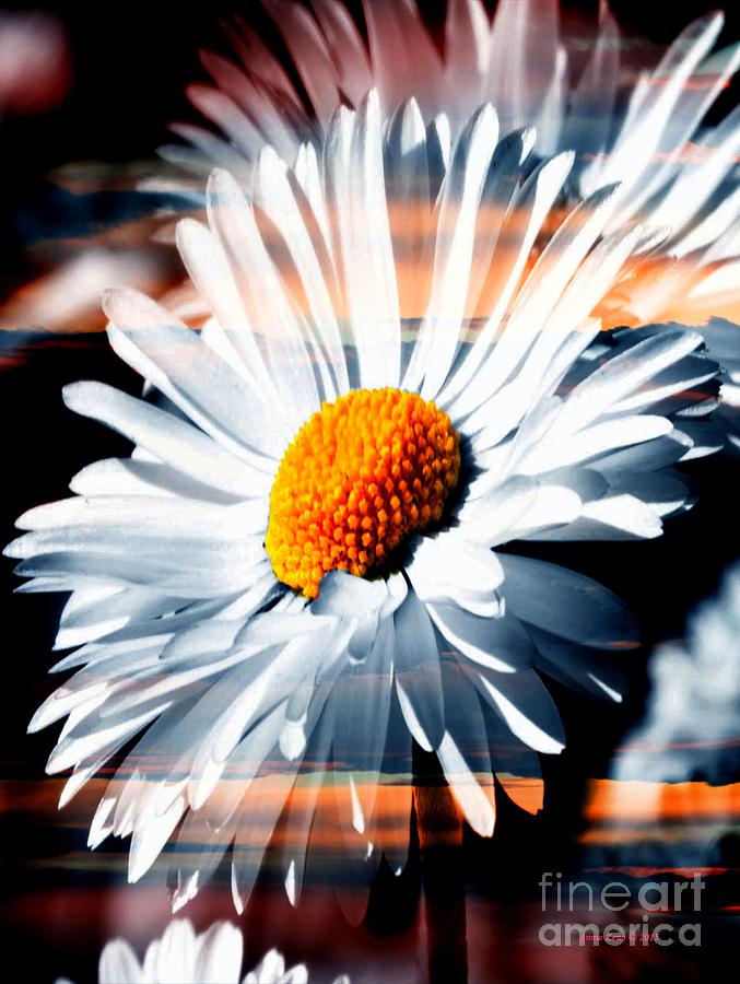 Flower Photograph - A Simple Daisy by AZ Creative Visions