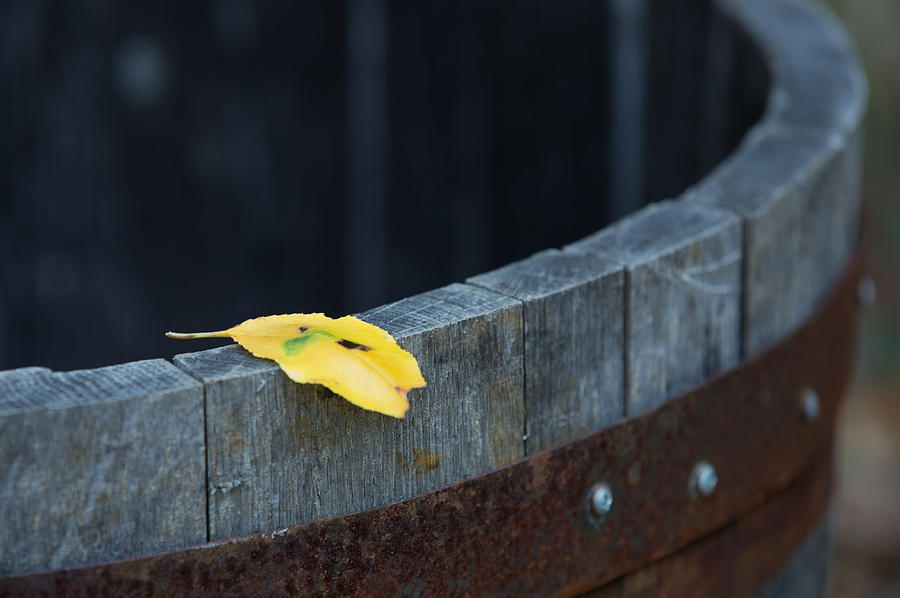 A Simple Fall Leaf Photograph by Allen Ahner