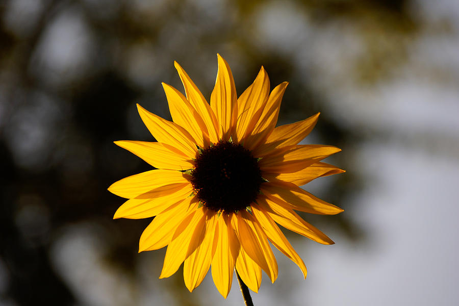 A Simple Flower Photograph