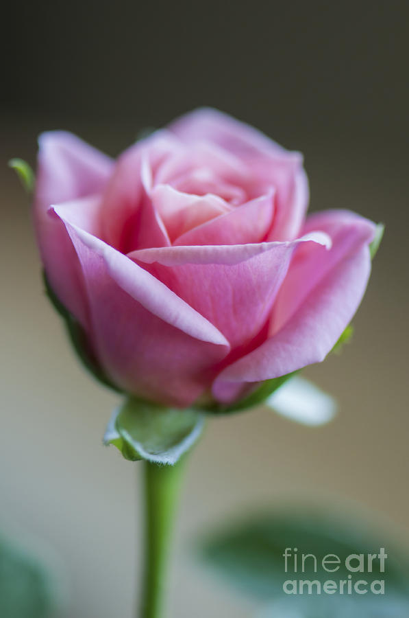 A Simple Rose Photograph by Sharon Talson
