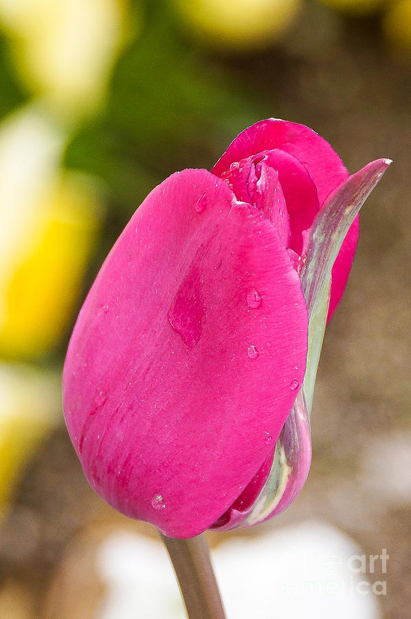 Tulip Photograph - A simple tulip by Gloria Pasko