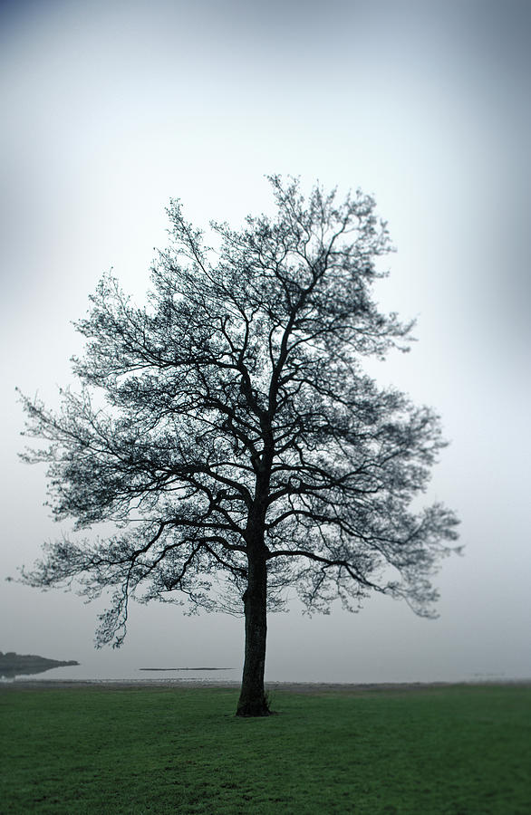 A Single Bare Tree By The Sea On A Photograph by Sindre Ellingsen