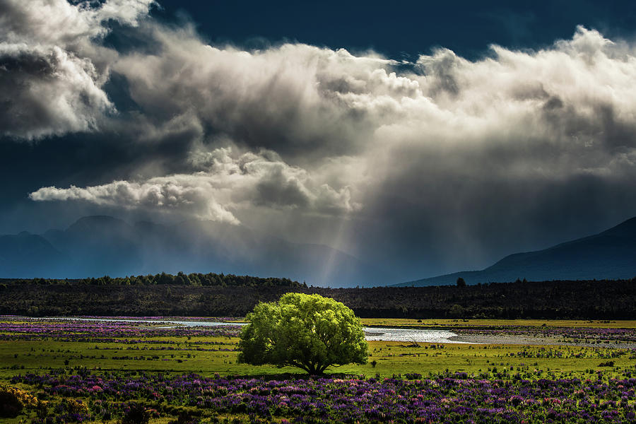 A Single Big Tree In Middle Of Lupines Photograph by Coolbiere Photograph