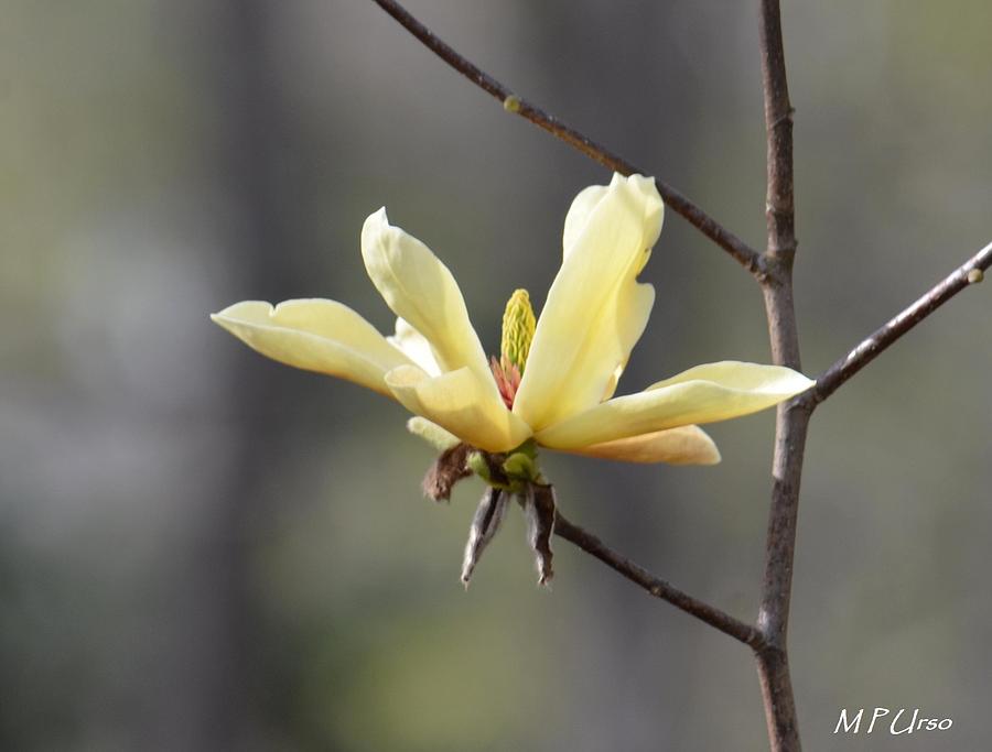 A Single Bloom Photograph by Maria Urso