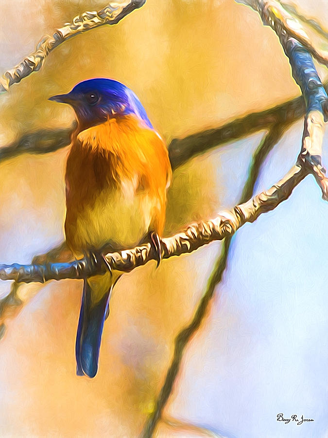 Bird - Limb - A Single Bluebird Photograph by Barry Jones