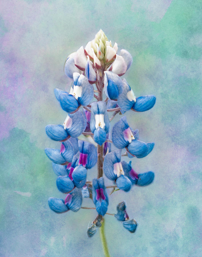 Nature Photograph - A Single Bluebonnet by David and Carol Kelly
