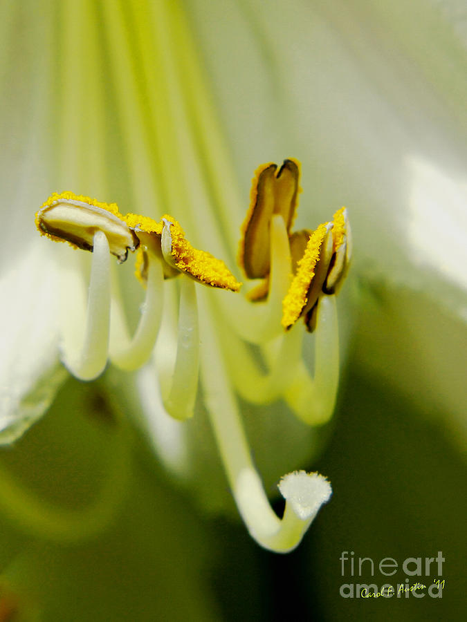 A Single Flower in Full Bloom Photograph by Carol F Austin