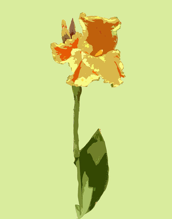 A Single Flower Digital Art by Karen Nicholson