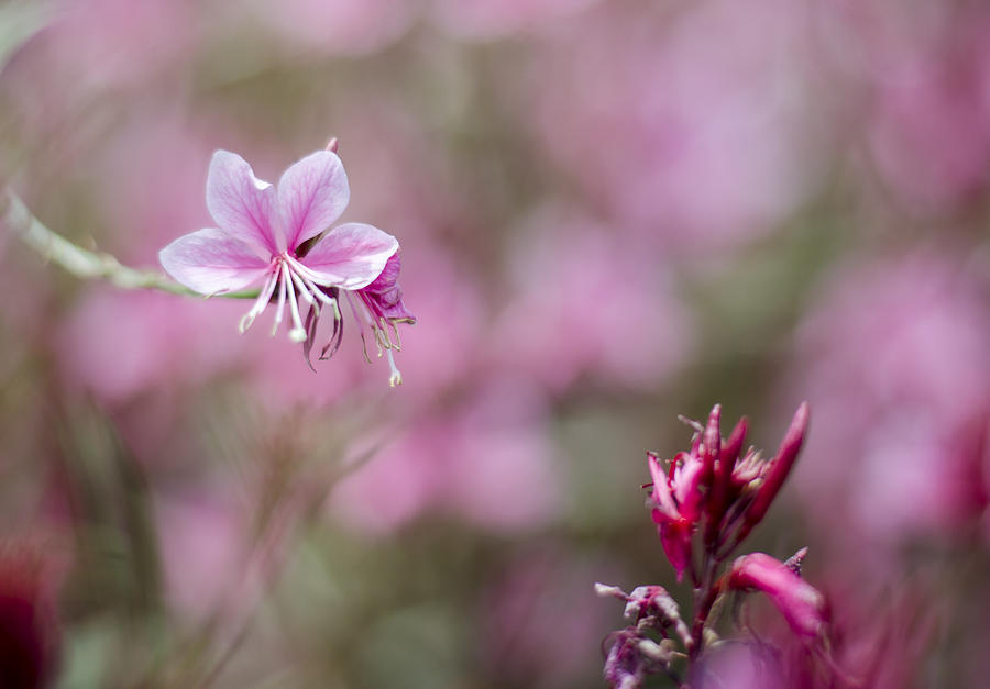 A Single Gaura Blossom Photograph by Heather Applegate