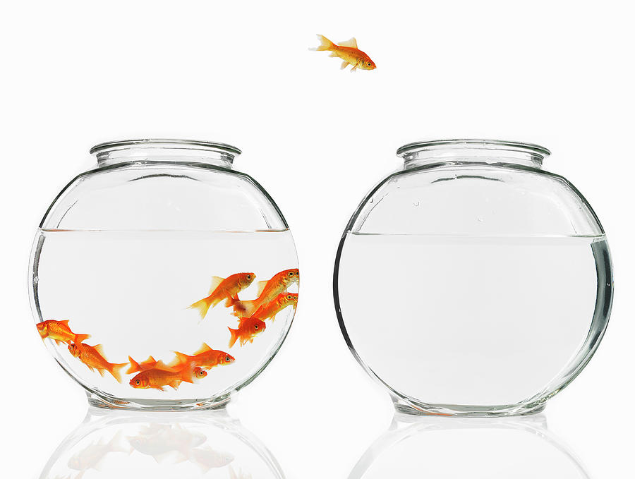 A Single Goldfish Leaping From A Photograph by Mint Images - David Arky