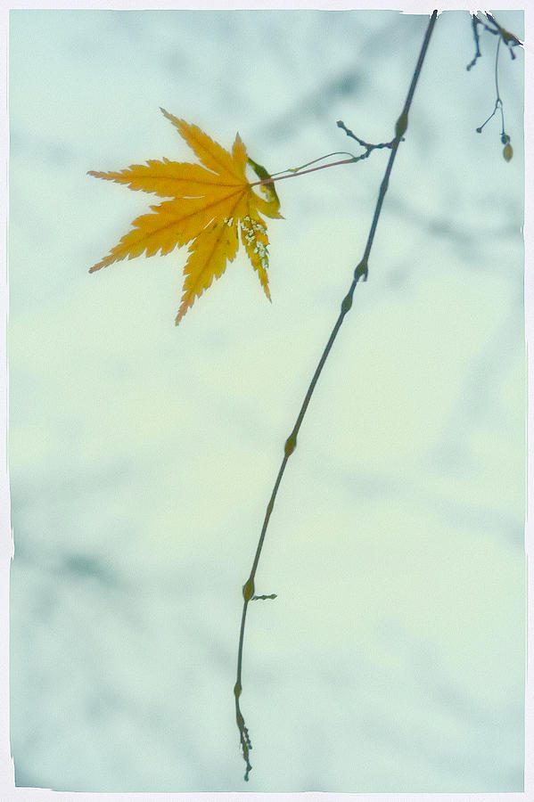 A Single Leaf Photograph by Jonathan Nguyen