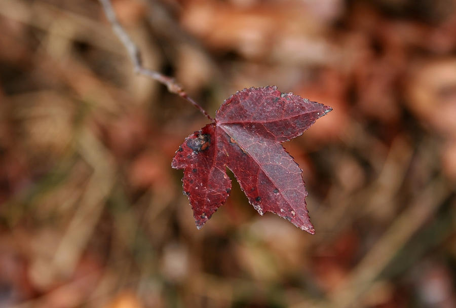 A Single Leaf Photograph by Karen Harrison Brown