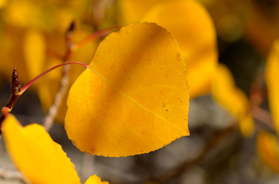 A Single Leaf Photograph By Kirk Siegler | Fine Art America