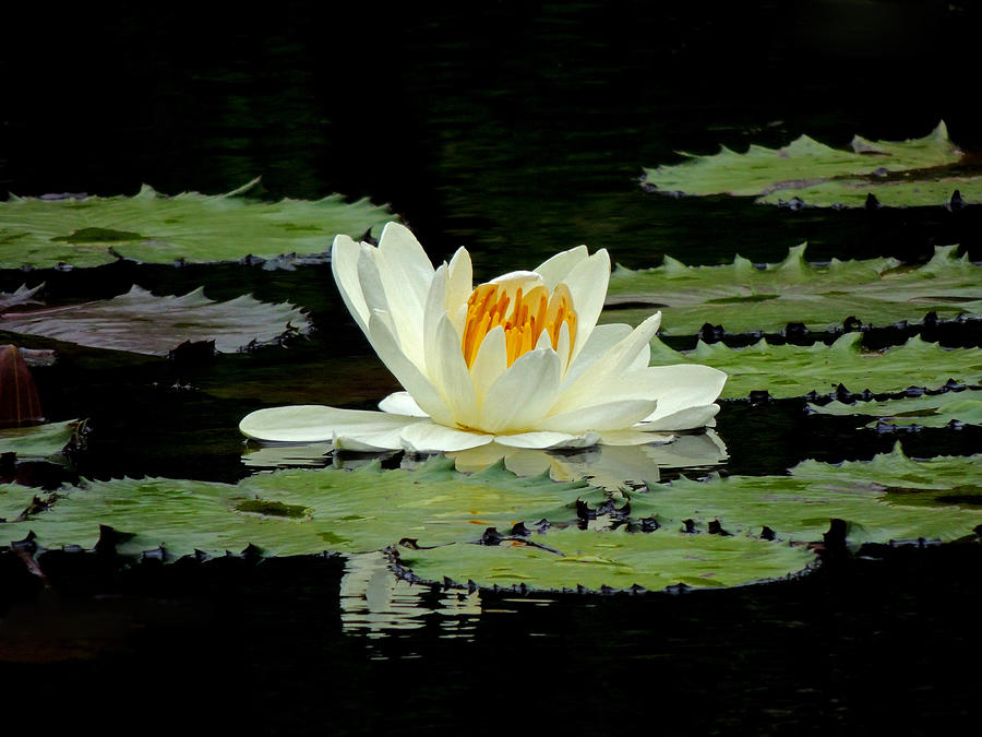 A Single Lily Photograph by Lynn Sprowl