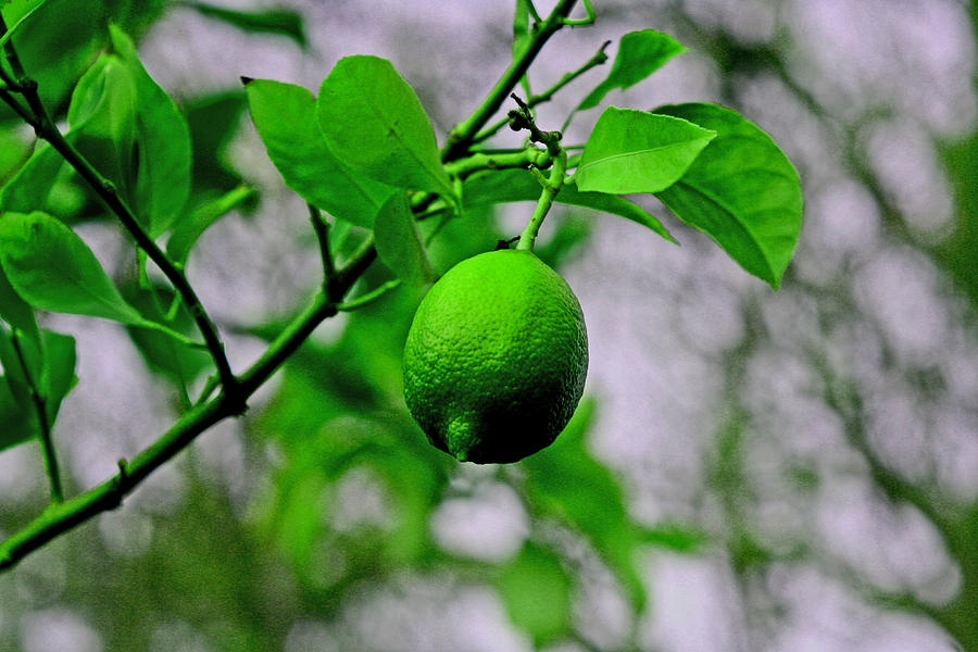 A Single Lime Digital Art by Joseph Coulombe