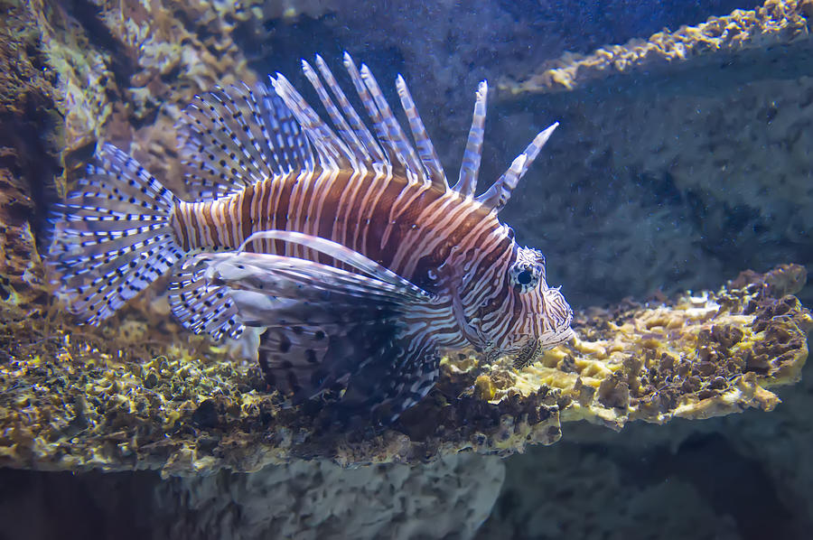 A Single Lion Fish Swimming Photograph by Flees Photos