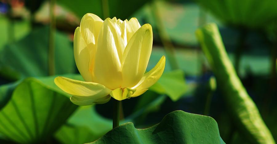 A Single Lotus Bloom Photograph by Bruce Bley