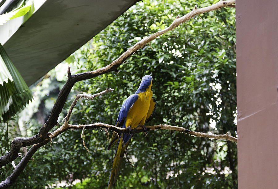 A single Macaw bird on a branch inside the Jurong Bird Park Photograph by Ashish Agarwal