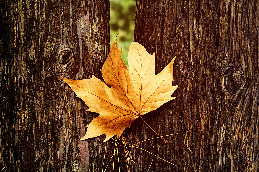 Tree Photograph - A Single Maple Tree Leaf by Douglas Barnard