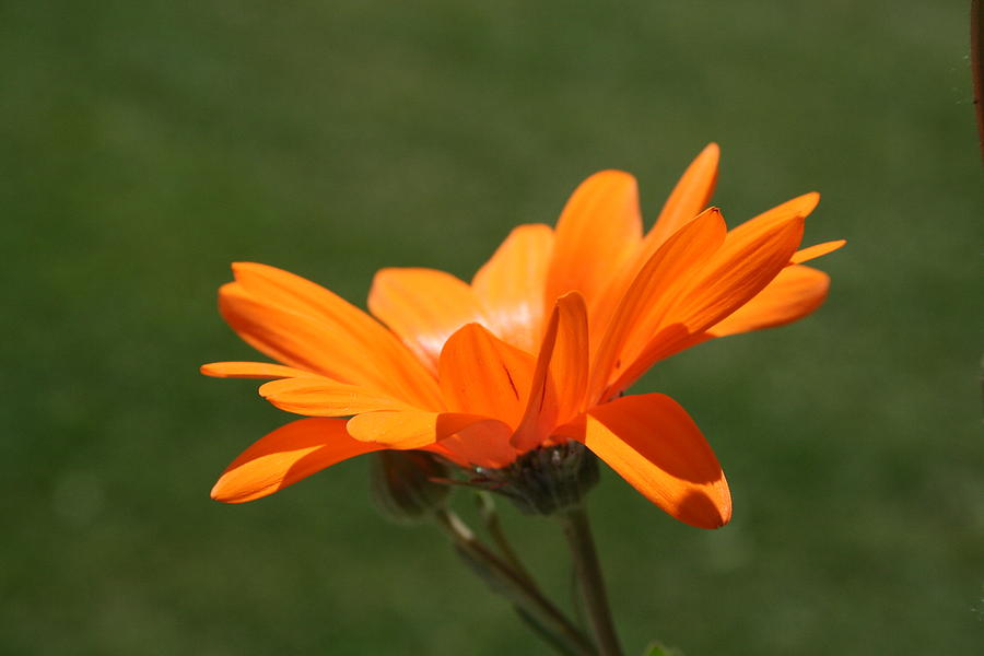 Flower Photograph - A Single Orange Flower by Heather Allen