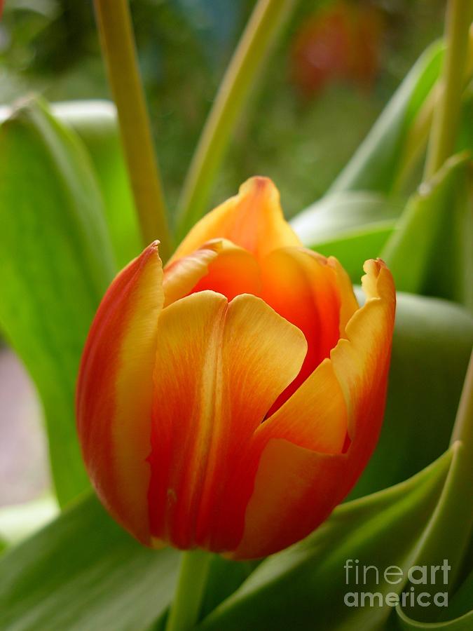 A single Orange Tulip Photograph by Joan-Violet Stretch
