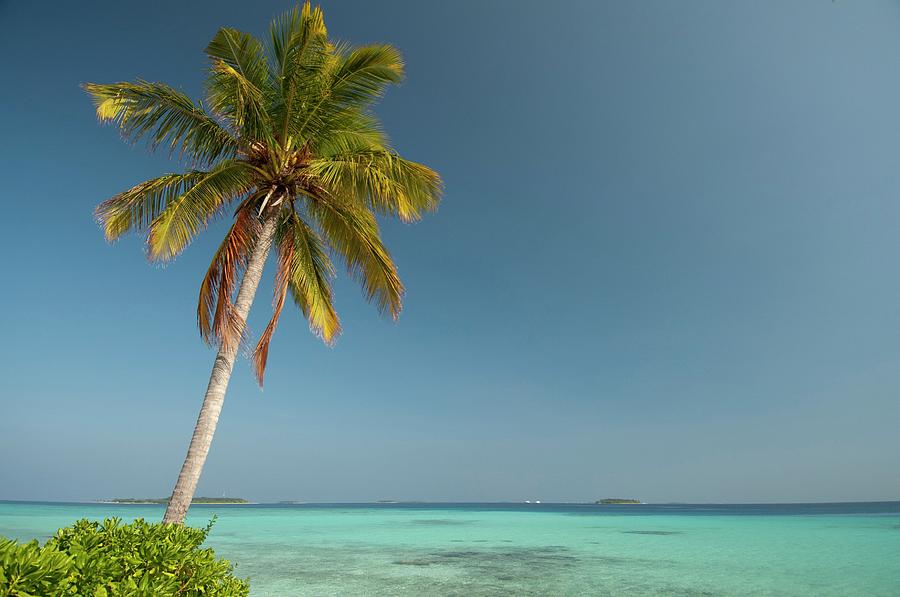 A Single Palm Tree In The Maldives Photograph by Scubazoo