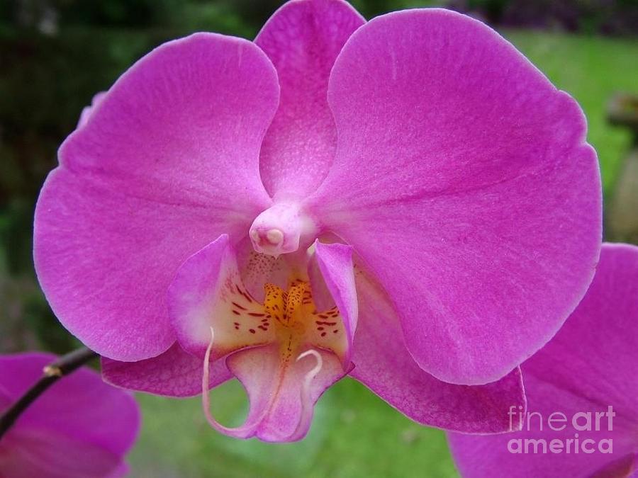A Single Pink Orchid  Photograph by Joan-Violet Stretch