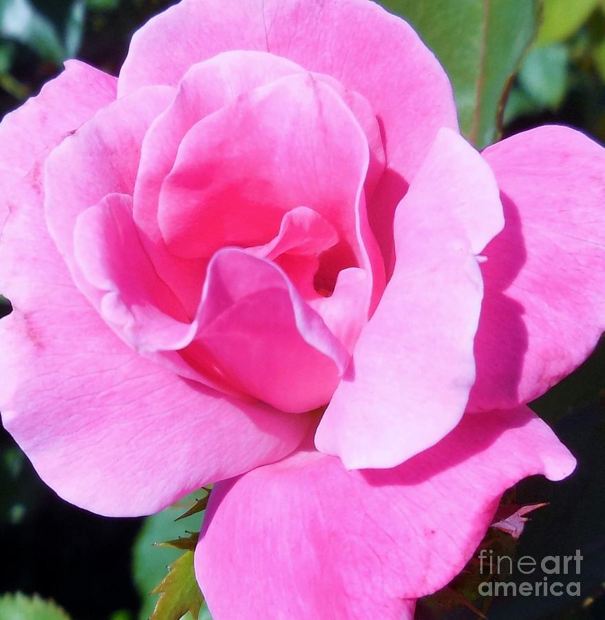 A Single Pink Rose Photograph by Eloise Schneider Mote