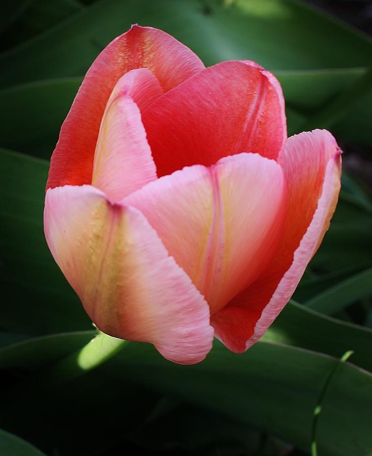 A Single Pink Tulip Photograph by Bruce Bley