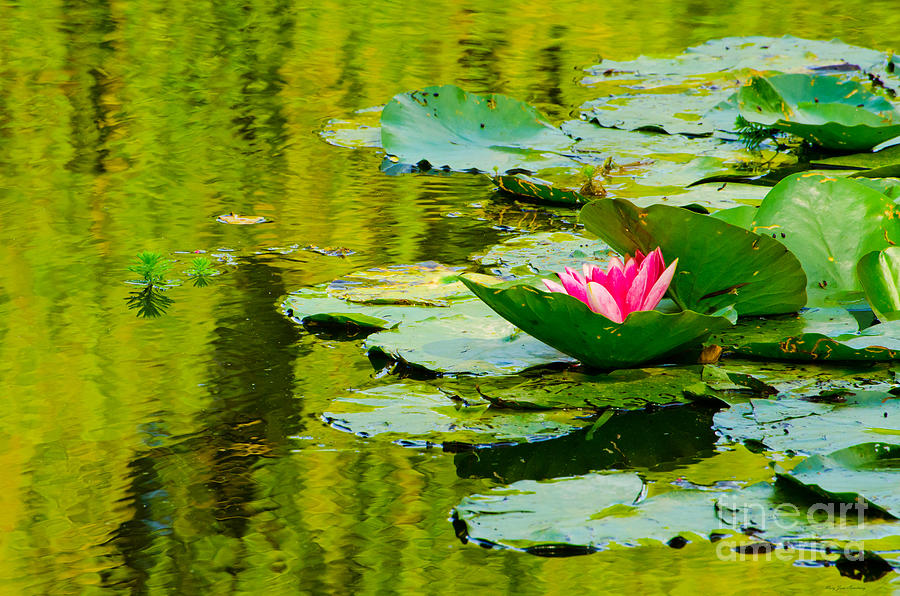A Single Pink Water Lily from Giverny Photograph by Mary Jane Armstrong