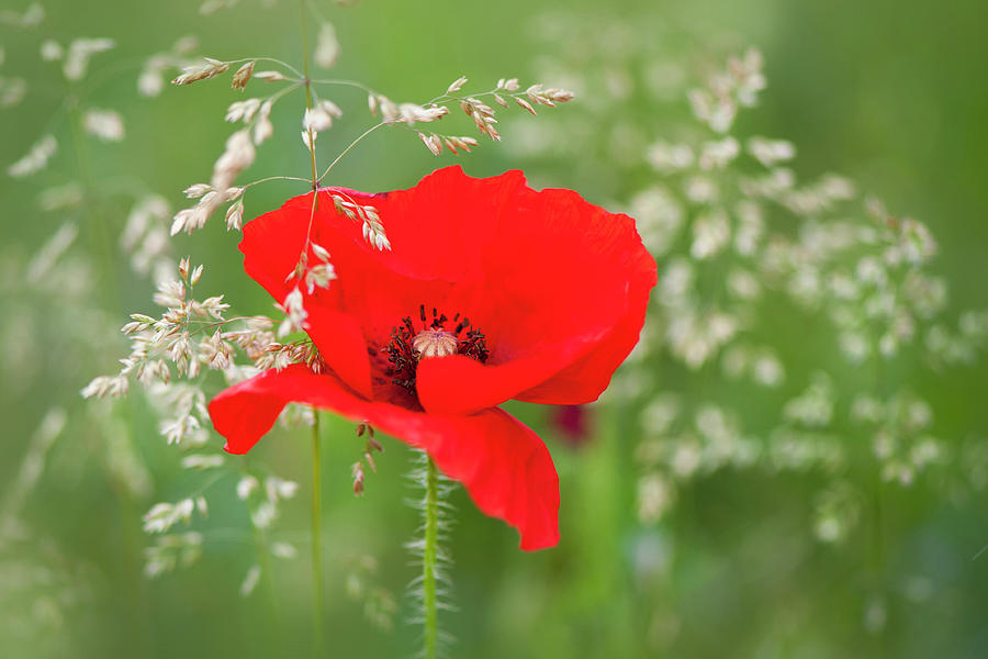 A Single Red Field Poppy Photograph by Jacky Parker Photography
