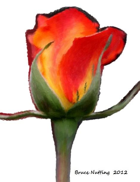 A Single Red Rose Painting by Bruce Nutting
