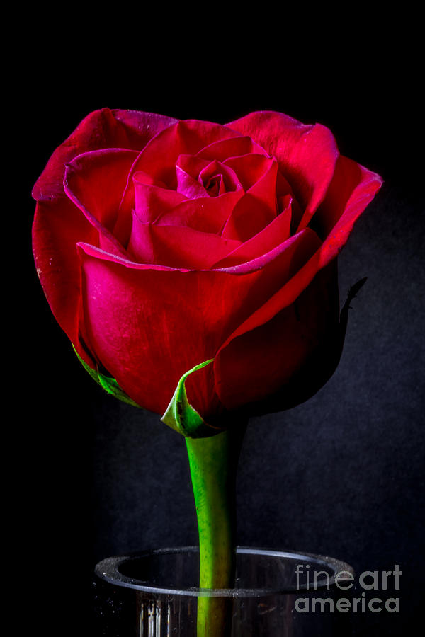 A Single Red Rose Photograph by Mitch Shindelbower