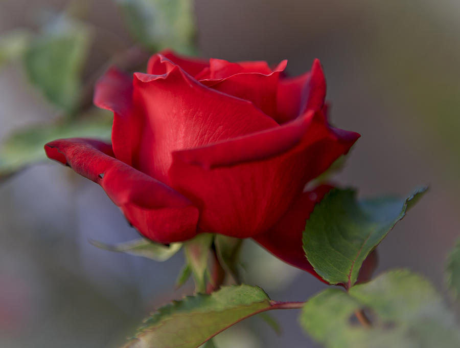 Rose Photograph - A Single Red Rose by Her Arts Desire