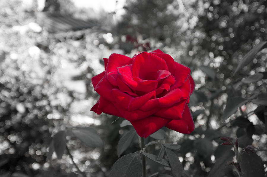 A Single Red Rose - Portland - Oregon Photograph