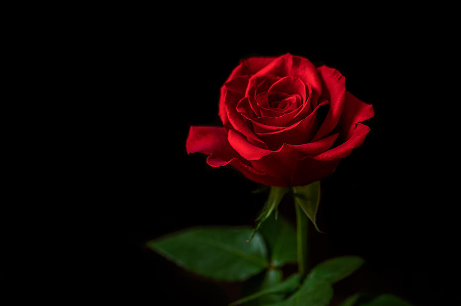 A Single Rose Photograph by Garvin Hunter - Fine Art America