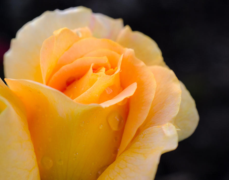 A Single Rose Photograph by Jordan Blackstone
