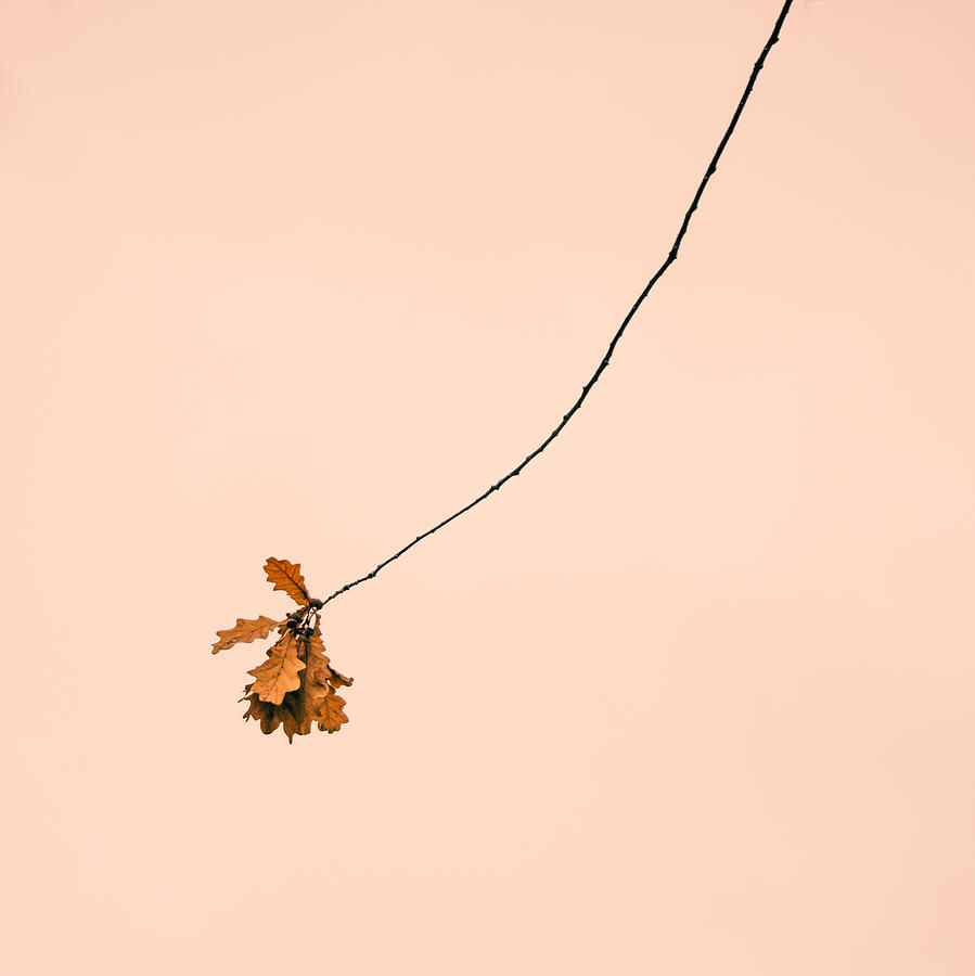 A single thin branch of an oak tree with dried leaves against a clear, toned background Photograph by Miemo Penttinen - miemo.net