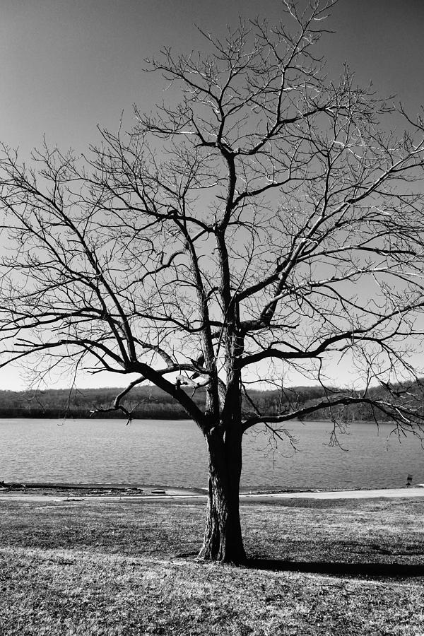 A Single Tree By the Lake Photograph by Anthony Ackerman - Pixels