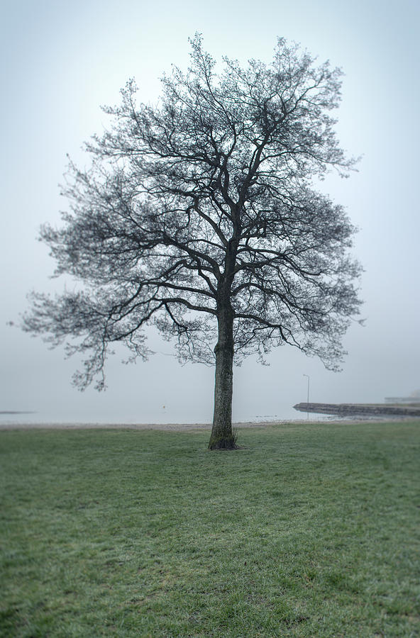 A Single Tree By The Sea On A Cold Photograph by Sindre Ellingsen