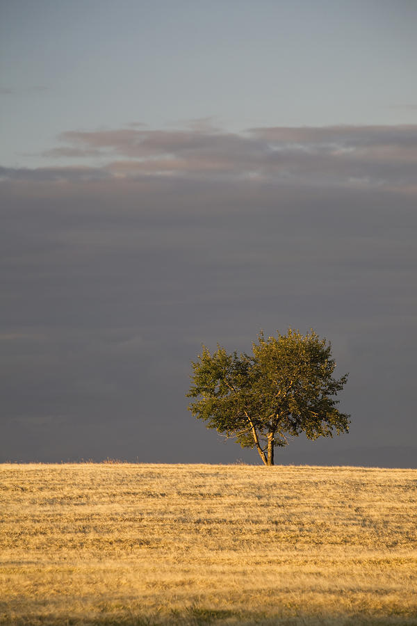 Sunset Photograph - A Single Tree In A Golden Field by Michael Interisano
