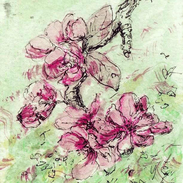 Spring Photograph - A #sketch Of #spring #blossom I Did A by Linandara Linandara