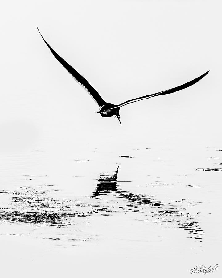 Black And White Digital Art - A Skimmer With A Catch by Frederick Kenney