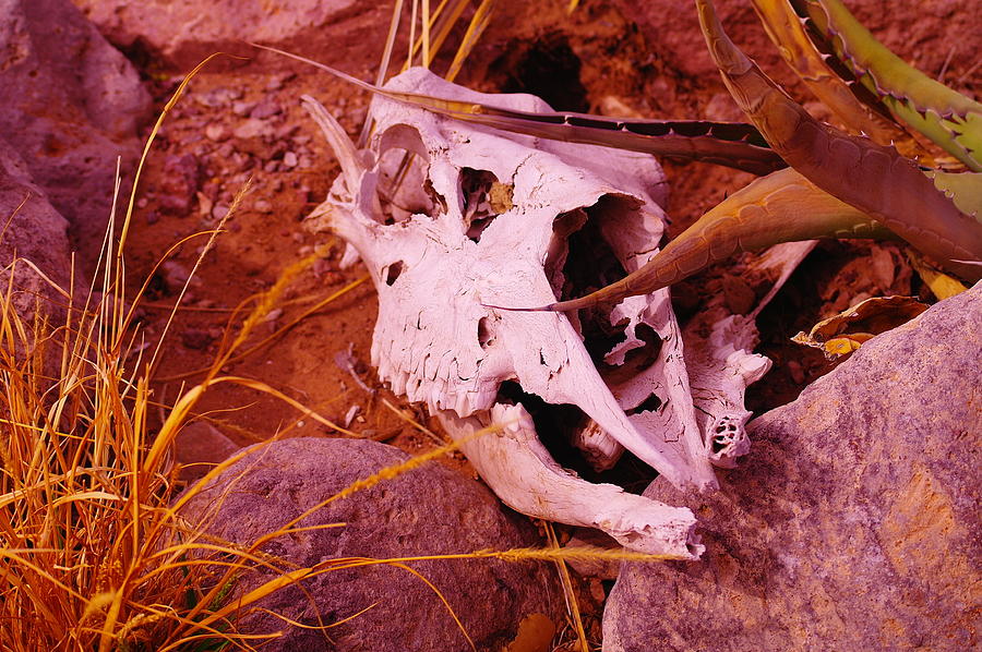 A Skull In The Rocks Photograph
